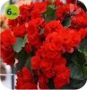 begonia Solenia Red Orange